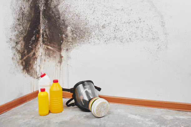 Best Attic Mold Removal  in Walker, MI