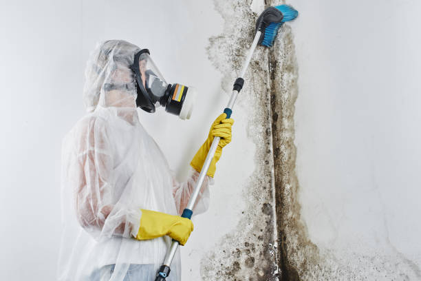 Best Mold Remediation  in Walker, MI