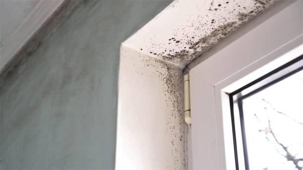 Best Attic Mold Removal  in Walker, MI