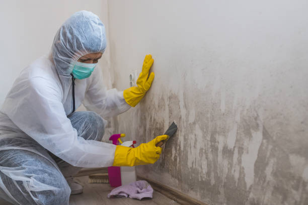 Best Residential Mold Removal  in Walker, MI