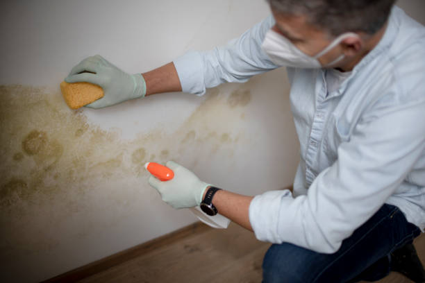 Best Mold Cleaning Services  in Walker, MI