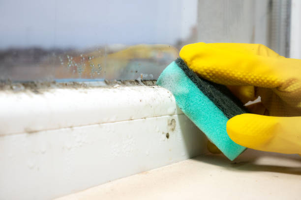 Best Affordable Mold Removal  in Walker, MI