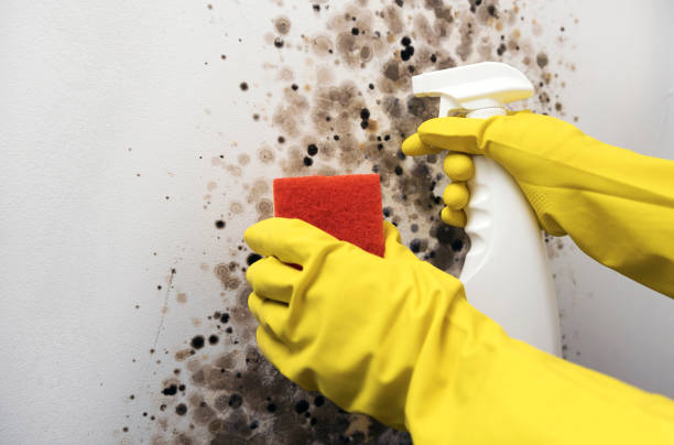 Best Mold Remediation  in Walker, MI