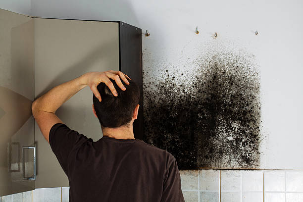 Best Mold Testing  in Walker, MI