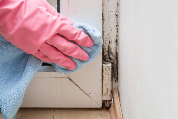 Best Local Mold Removal Service  in Walker, MI